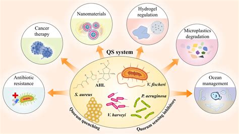 Quorum Sensing: Not Just a Bridge Between Bacteria - Liu - 2025 ...
