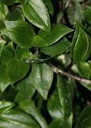Image result for Wandering Jew Baby Bunny Bellies