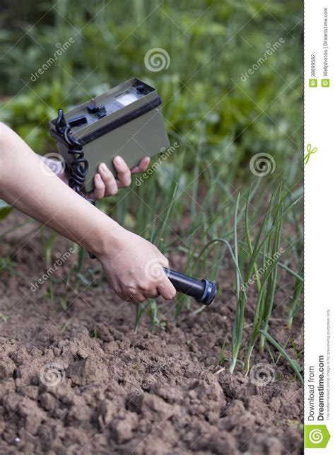 Measuring Radiation Levels Of Onions Stock Photo - Image of food ...