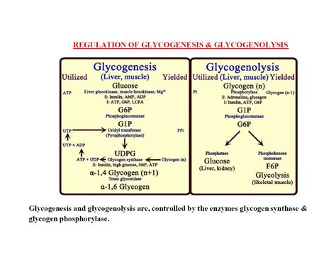 Glycogen metabolism pathway | PDF