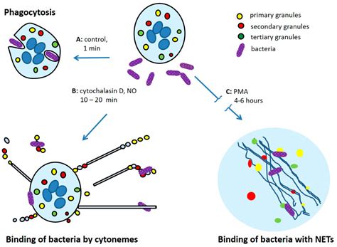 Cytonemes Versus Neutrophil Extracellular Traps in the Fight of ...