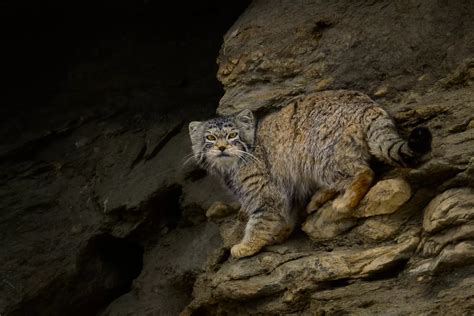 Ladakh Wildlife Photography Expedition | Exotic Wildlife Of The ...