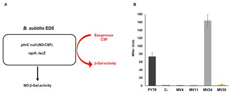 Probiotics as an Alternative to Antibiotics: Genomic and Physiological ...