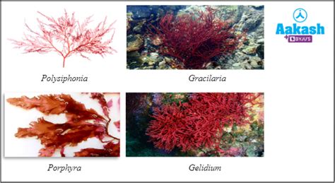 Algae and Fungi in Biology: Definition, Types and Importance | AESL