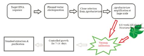BioPharm Process 的图像结果