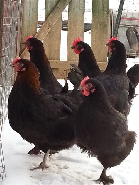 French Black Copper Marans Started Young Pullet Hens - Chicken Scratch ...