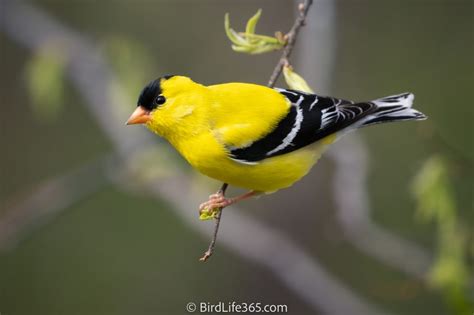 Iowa Bird Sounds Identification 的图像结果