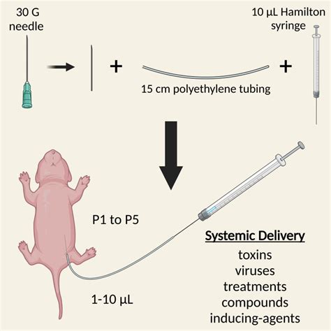 Image result for Intraperitoneal Inoculation Mouse