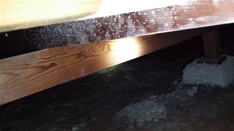 Is this mold on my floor joists? : r/Mold