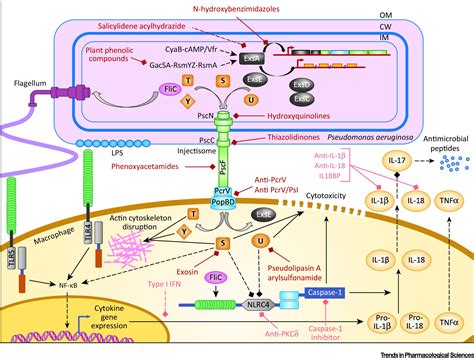 Targeting the Type Three Secretion System in Pseudomonas aeruginosa ...