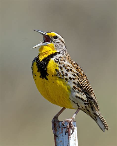Pin Western Meadowlark Singing