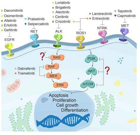 Current Landscape of Non-Small Cell Lung Cancer: Epidemiology ...