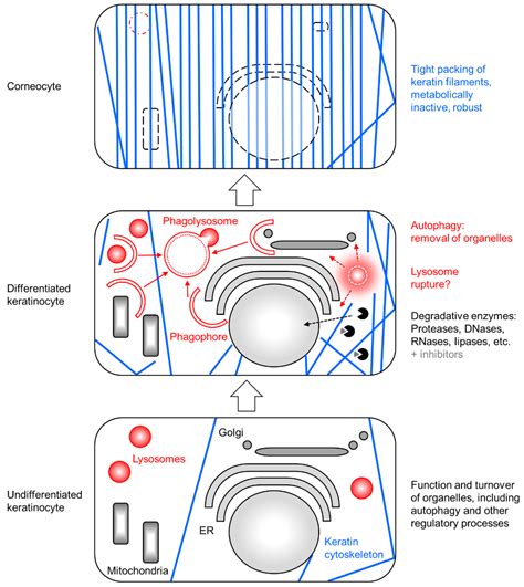Autophagy-Mediated Cellular Remodeling during Terminal Differentiation ...