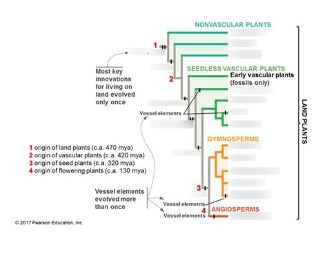Image result for Plant Evolution Simulation