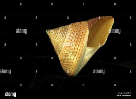 Image result for Ancient Tiger Shell