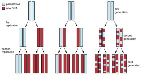 Cell DNA Replication 的图像结果