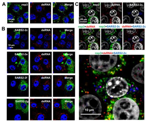 Hydrophobic Alpha-Helical Short Peptides in Overlapping Reading Frames ...