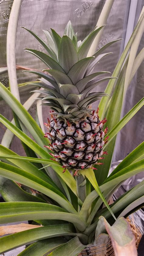 Where Do Pineapples Grow From Trees Or The Ground