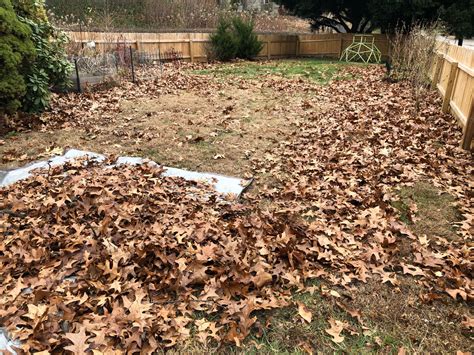 What are the benefits of shredding leaves? - ECOworks llc