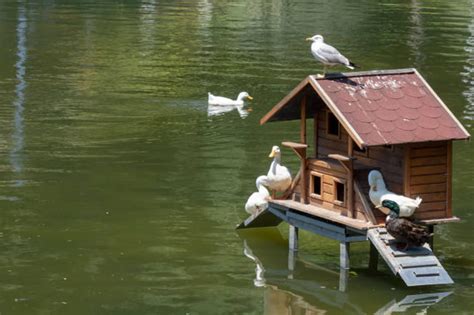 Top 17 Duck House Ideas for 2025 [Must-See Designs]