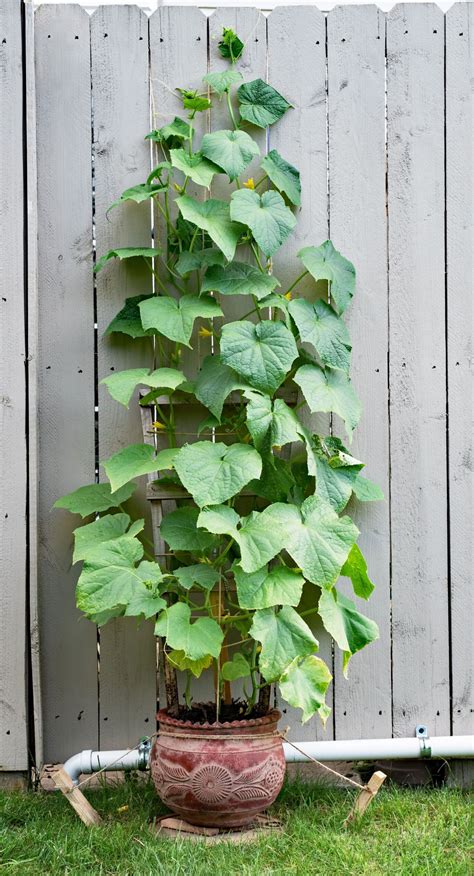 How to grow cucumbers in pots containers grow cucumbers anywhere – Artofit