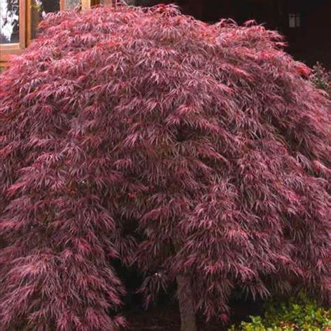 Acer palmatum dissectum 'Crimson Queen' - Evergreen Nursery
