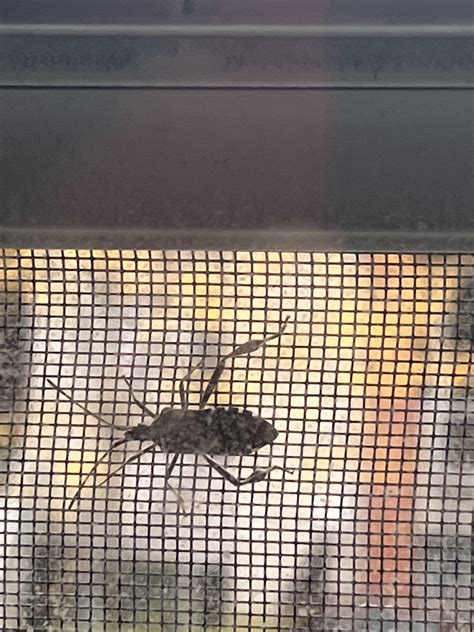 What is is bug trapped between my window screen and window? : r ...