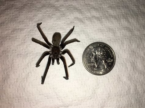 Female Kukulcania hibernalis (Southern House Spider) in Rocky Mount ...