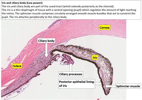 Ciliary Body And Processes Histology