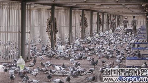 中国信鸽公棚鸽王排名赛考察团走进宁夏黄河赛鸽公棚