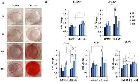 Cytochalasin B Influences Cytoskeletal Organization and Osteogenic ...