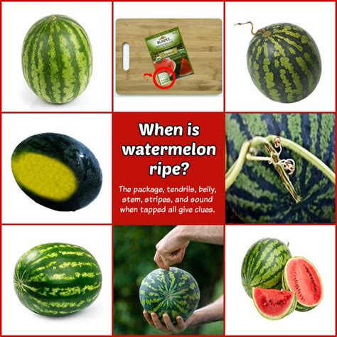 When Is a Watermelon Ripe? How to Tell When to Pick It