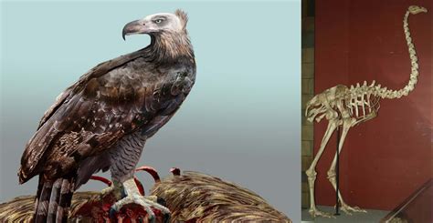 The slender-billed curlew is declared extinct | Natural History Museum