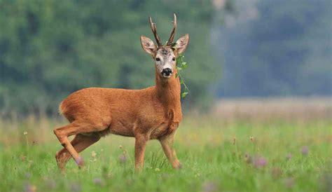 Louisiana Deer Season 2023-2024 Latest Dates & Rules