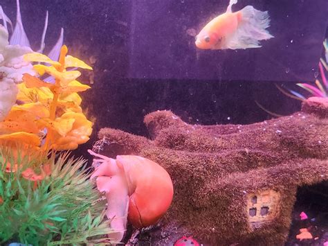 Pet Snail Tank 的图像结果