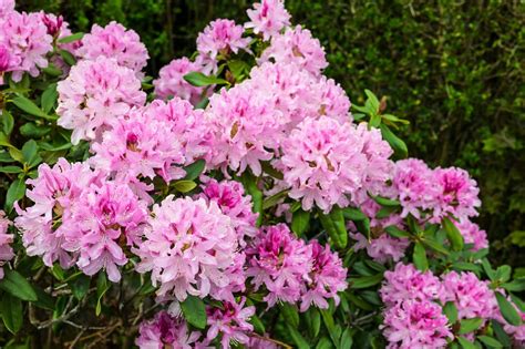 Deer Resistant Shrubs For Sale | Tn Nursery