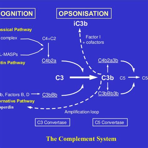 Image result for Complement Cascade Model