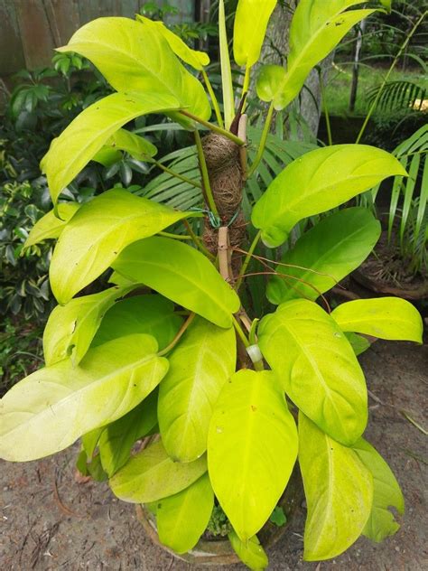 Image result for Python Code Pothos