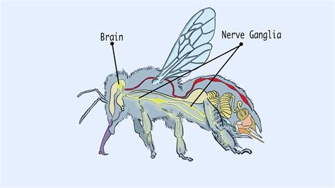 Parts and Pollen