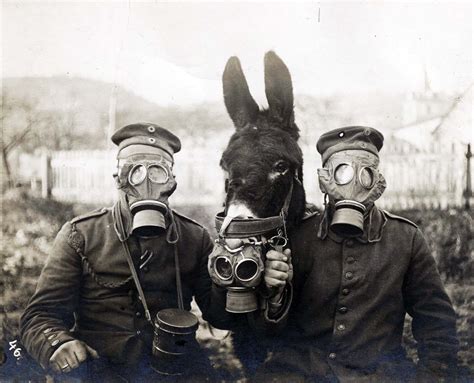 Ww1 Gas Mask Horse