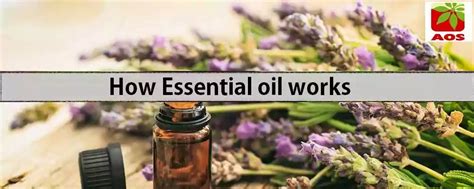Essential Oils with Anti-Aging Properties: Benefits & Uses | AOS Blog