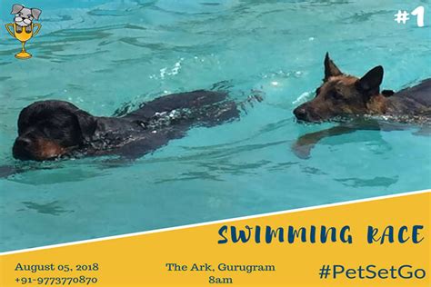 Doggy Swim Race At The Ark, Gurgaon | LBB, Delhi