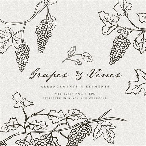 Grape Vines Hand Drawn Line Art, Hand Drawn Grape Vines, Wine Country ...