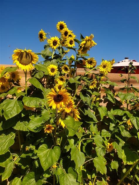 Growing Sunflowers in Pots: A Step-By-Step Guide