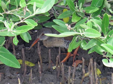 Mangrove Rail - eBird