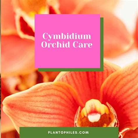 Cymbidium Orchid Care Guide - Pro Tips You Need To Know!