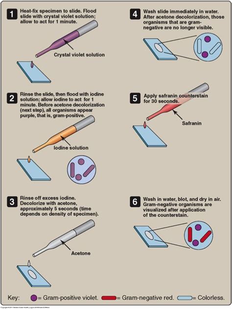 Preparation Gram Stain 的图像结果