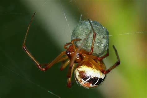 Pavoučí kokon - Bobův fotoblog
