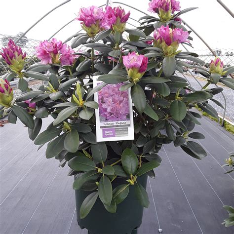 'Roseum Elegans' Rhododendron - Grown By Overdevest