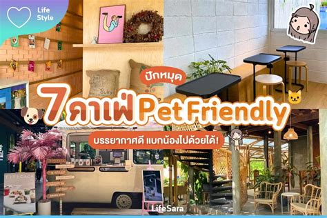 7 Pet-Friendly Cafes Around Bangkok 2023 Edition